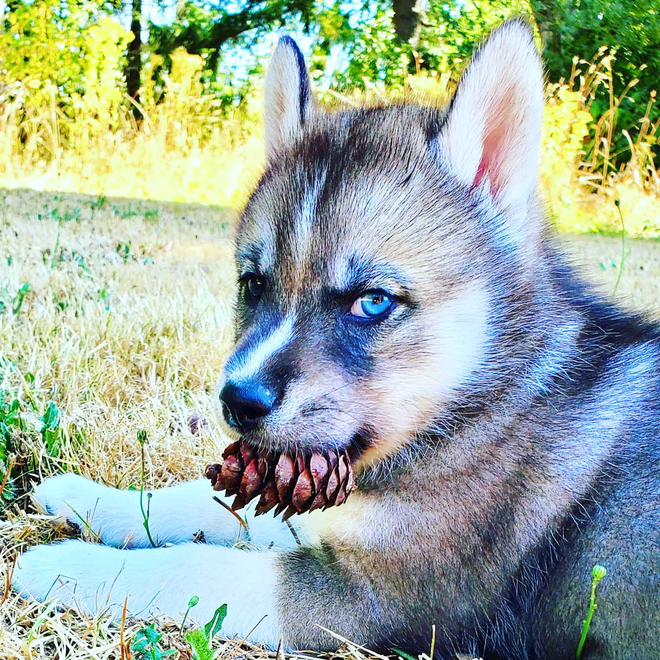 Getting a New Pup?
