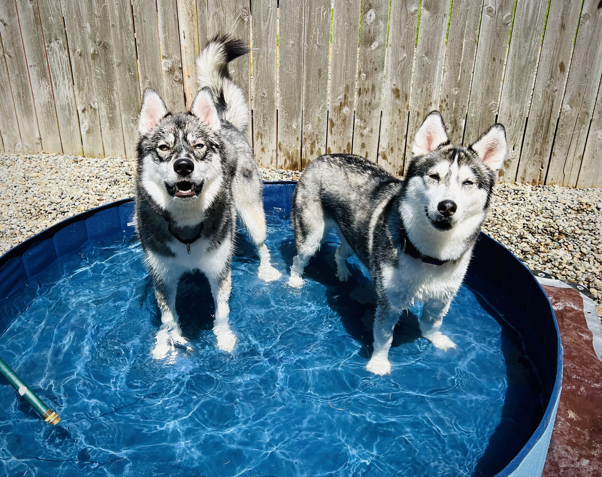 5 - Pup Shenanigans
