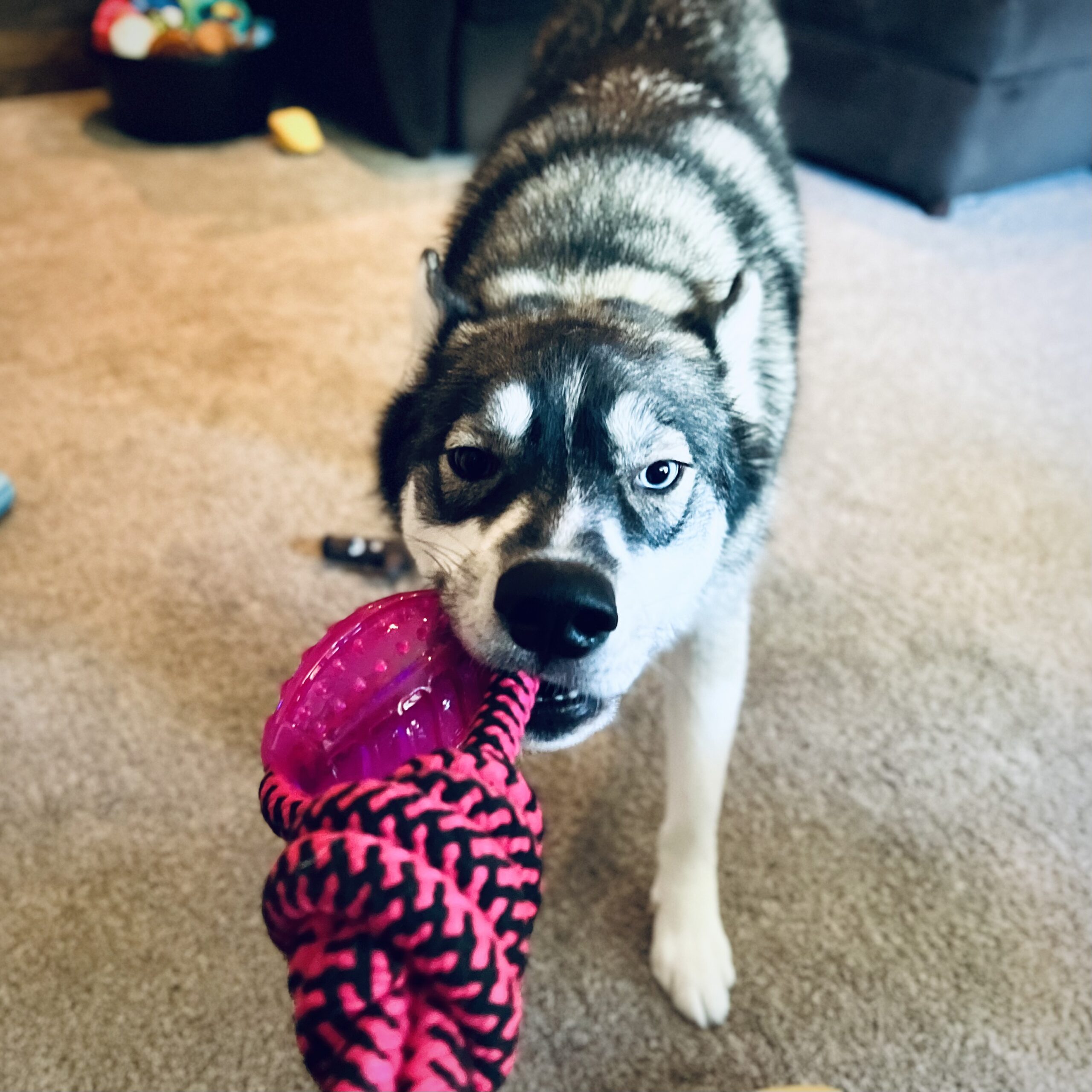 4 - Pup Tips & Tricks