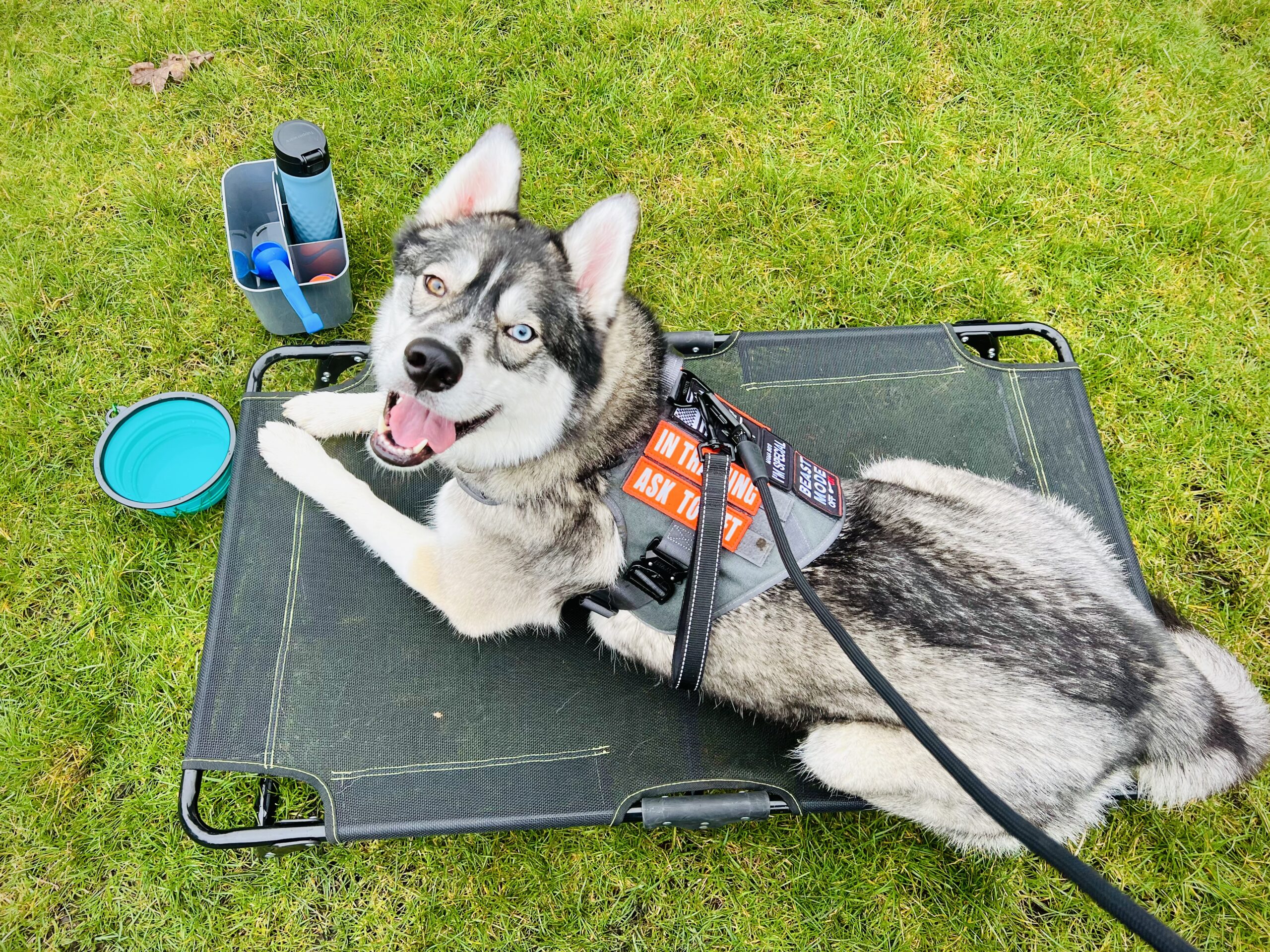 2 - Pup Training